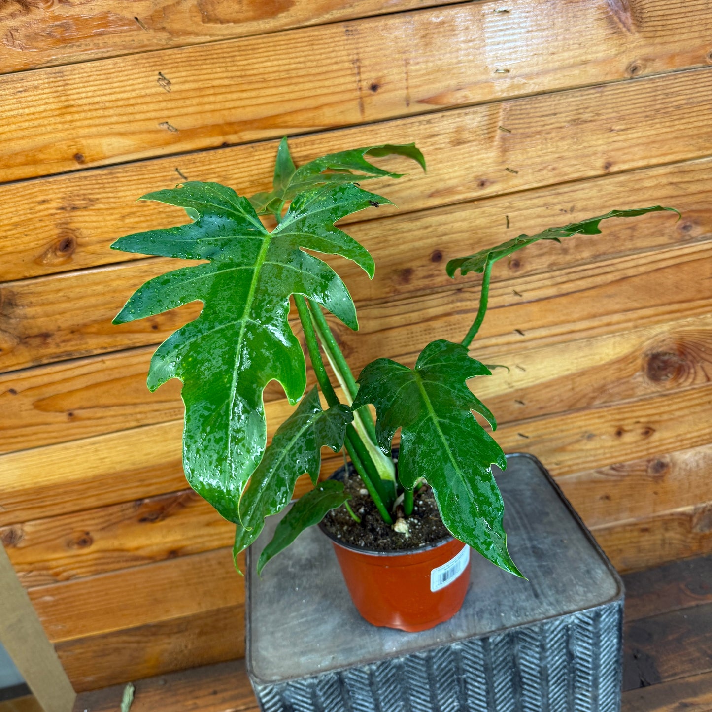 Philodendron Mayoi, 6" Plant