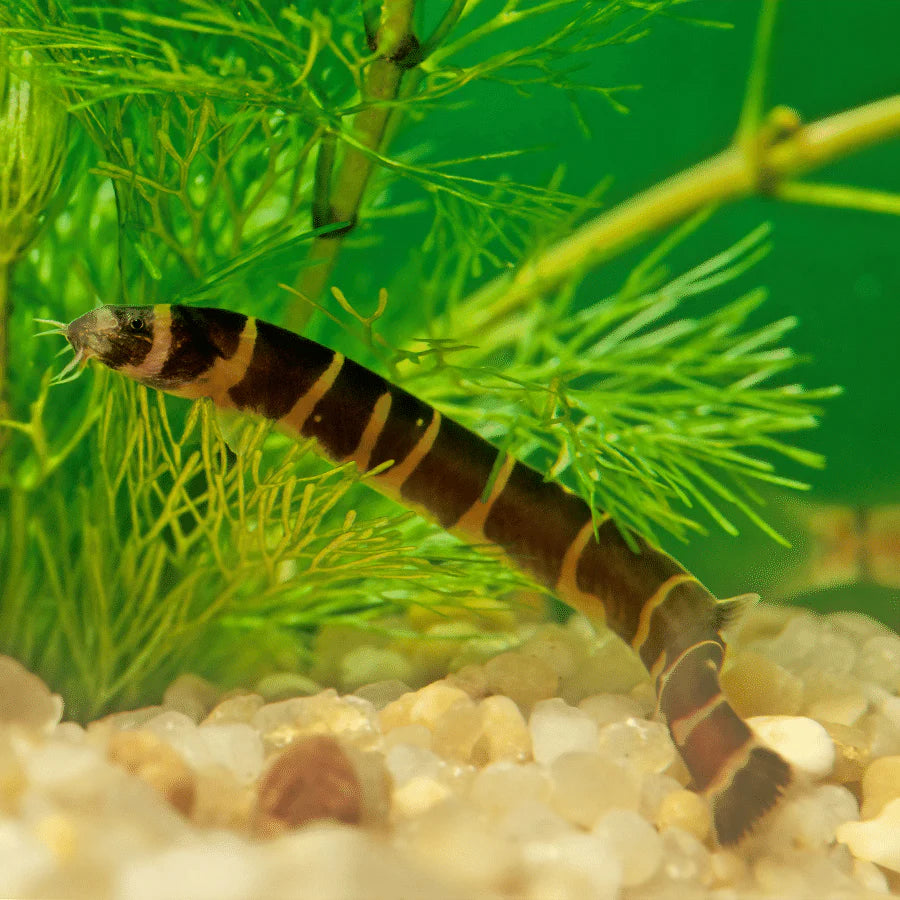 Kuhli Loach