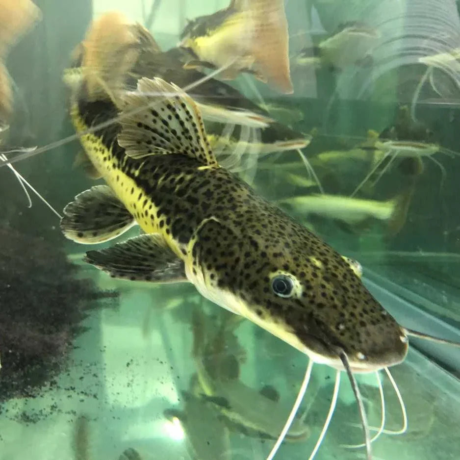 Tiger Shovelnose Hybrid Catfish