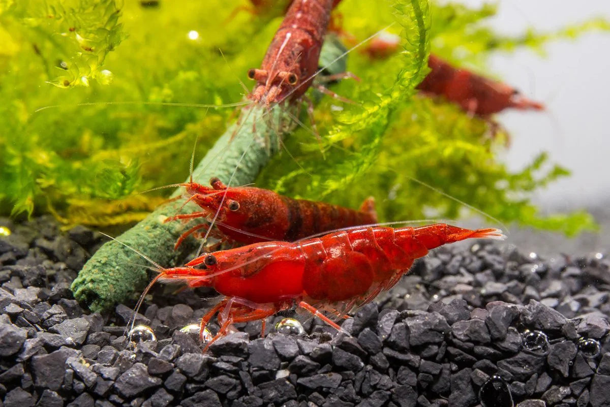 Red Cherry Shrimp (Pack of 6)