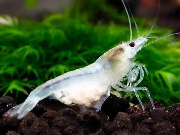 Snow Ball Shrimp (Pack of 6)