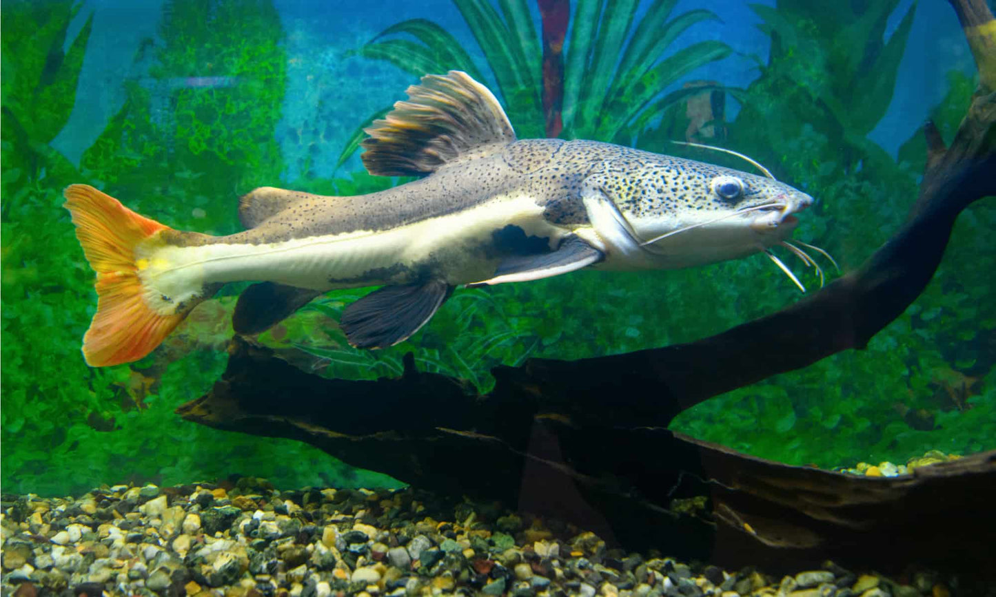 South American Redtail Catfish (Phractocephalus hemioliopterus)
