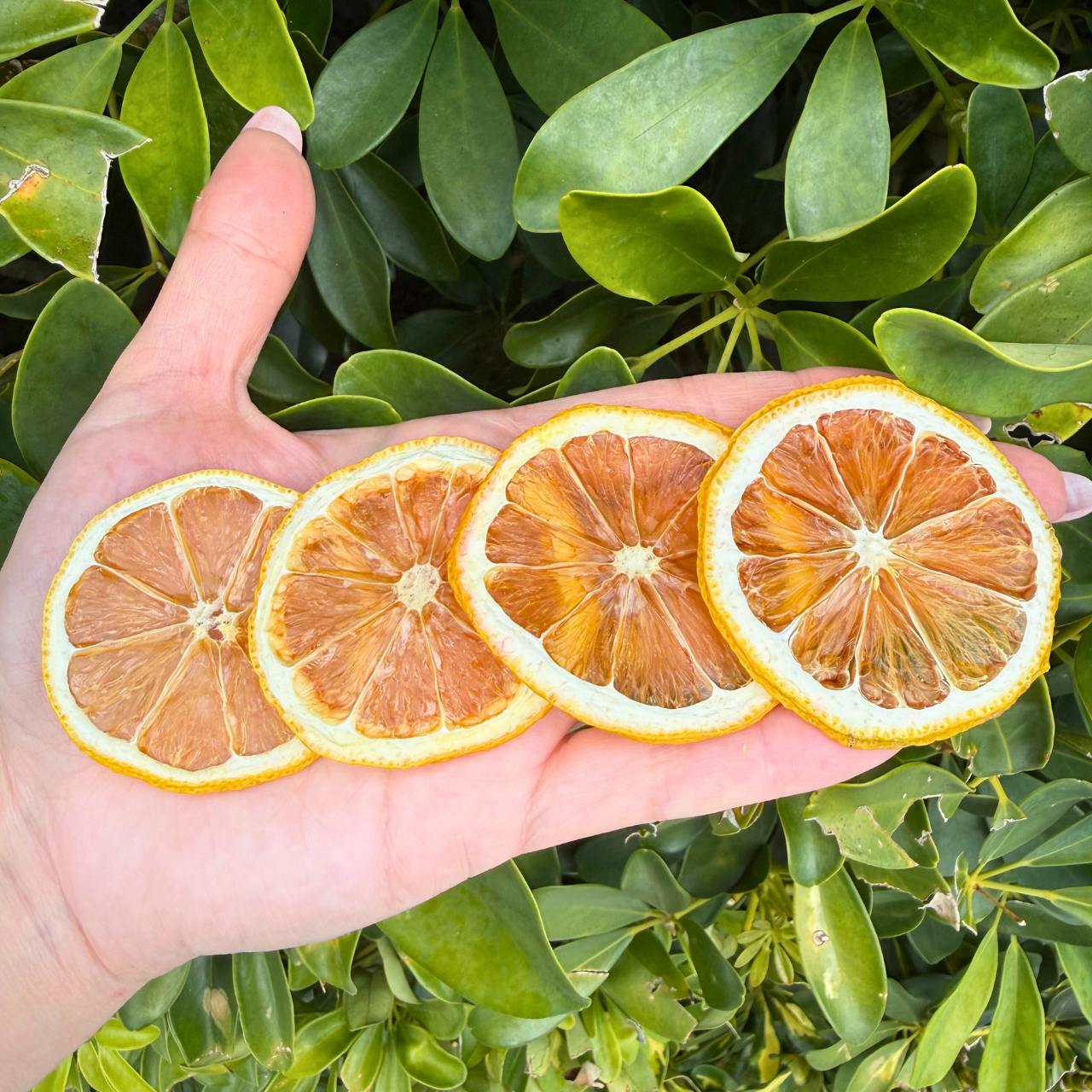 Dehydrated Lemon Slices | Dried Lemons for Bar & Decor