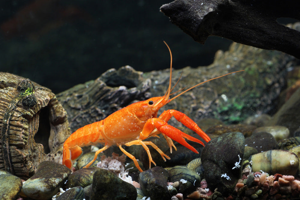 Mexican Dwarf Orange Crayfish