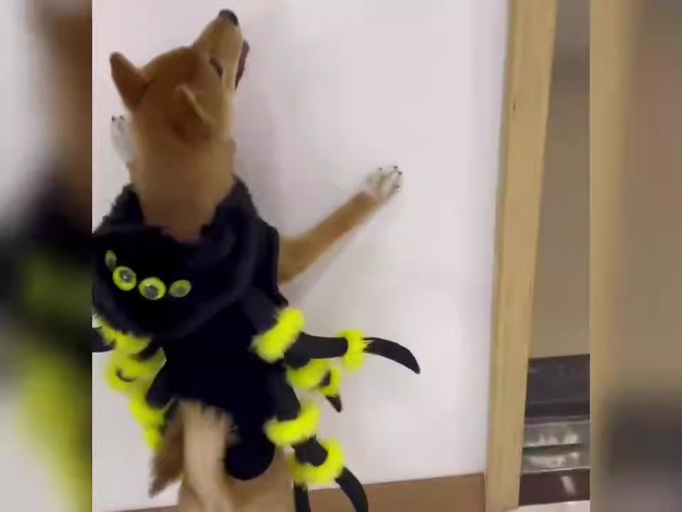 Pet to Spider transformation costume