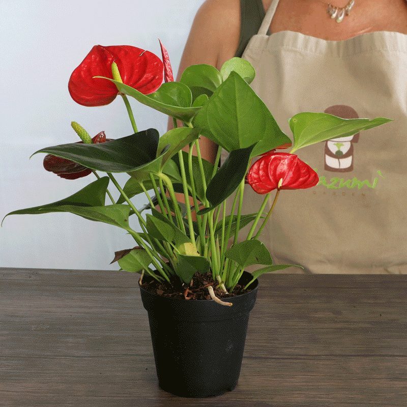 Ponytail Palm | Moss Ball Kokedamas