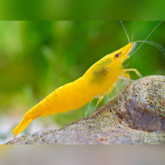 Yellow shrimp (Pack of 6)