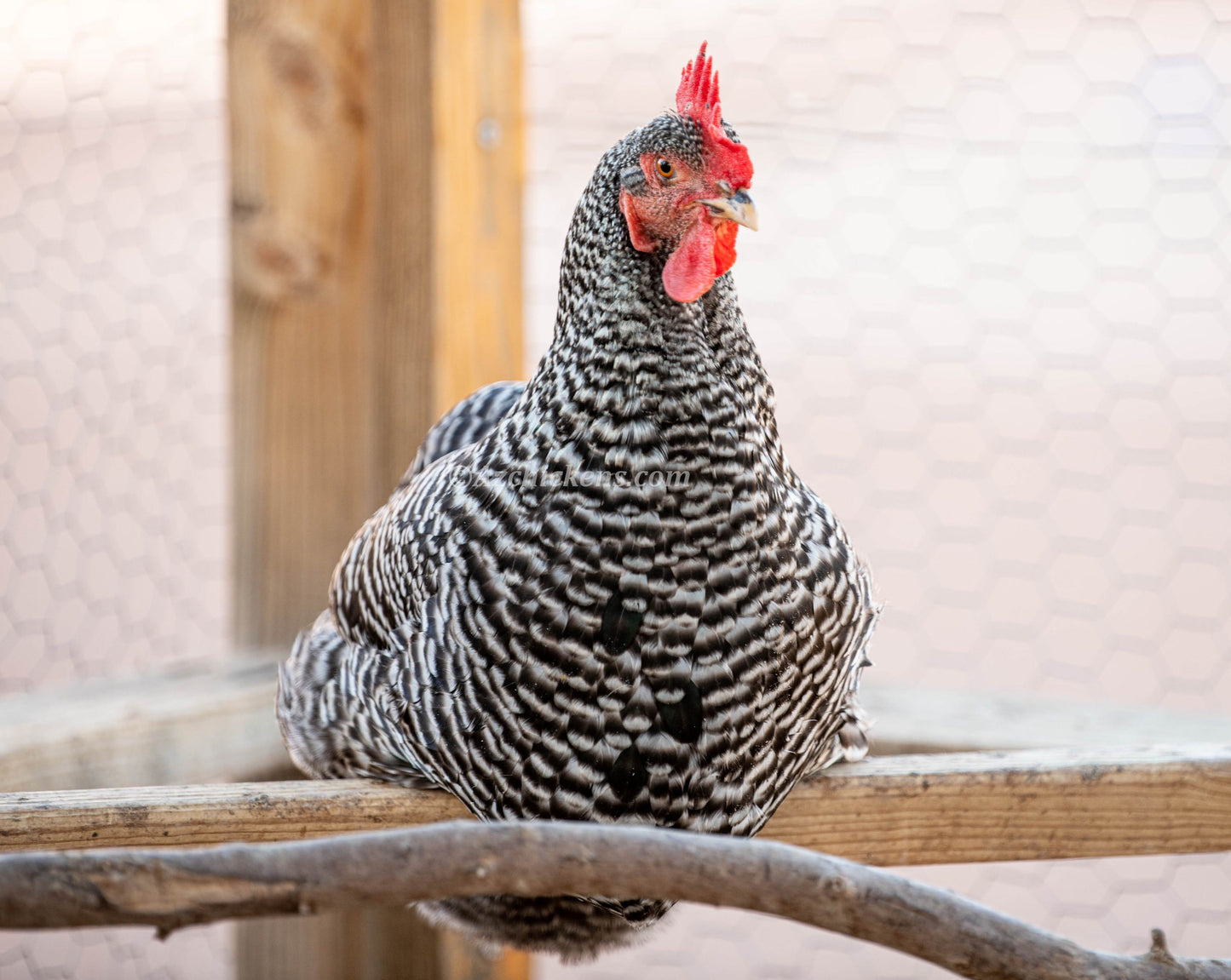 Barred Rock Chicks – Buy 10 + 5 Bonus Free (15 All-Female, Shipping Included)