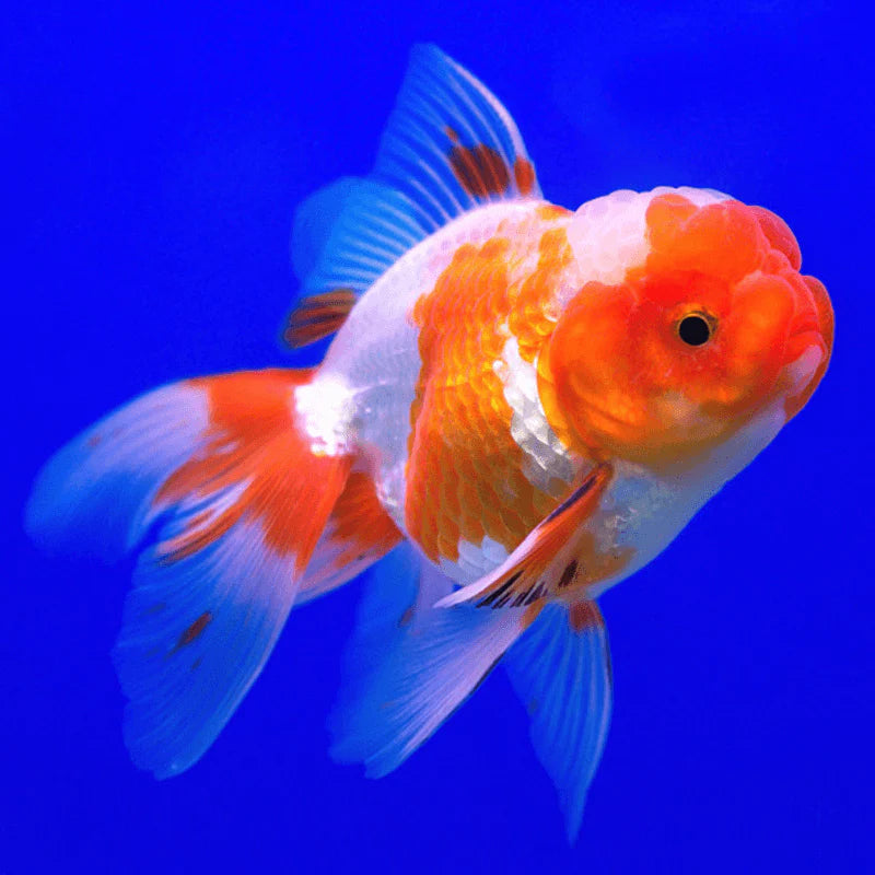 RED AND WHITE ORANDA