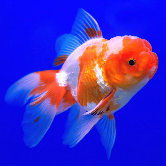 RED AND WHITE ORANDA