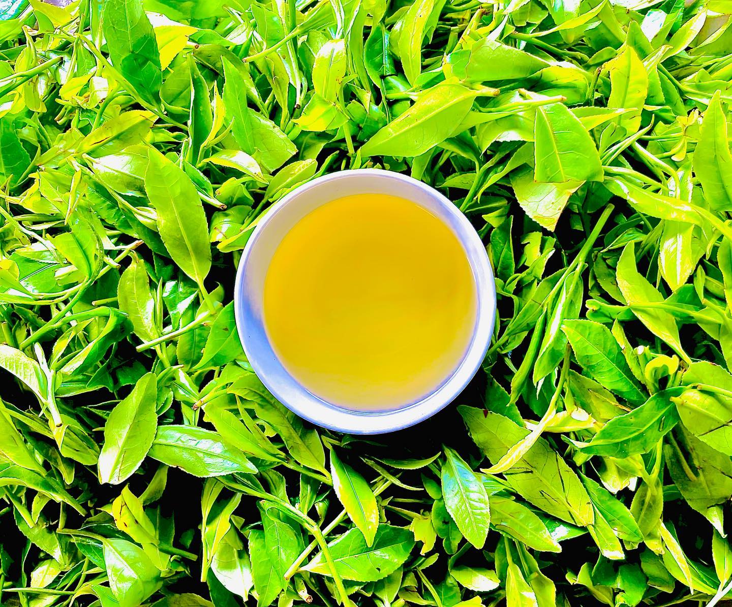 Green Tea | Loose Leaf Young Hyson (YH) Green Tea