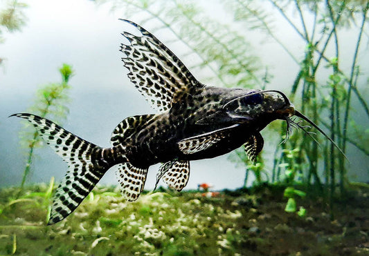 Synodontis angelicus (Angel Catfish) and Synodontis eupterus (Featherfin Catfish)